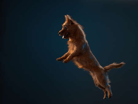Funny active dog jumping. happy australian terrier on dark backgroundの写真素材