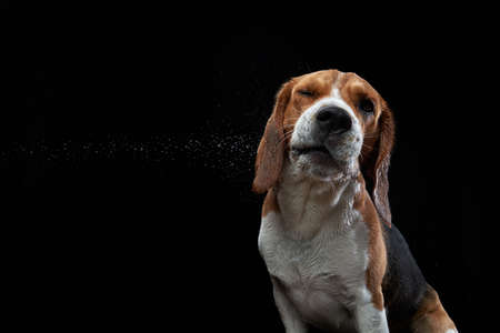 portrait on a dark background. Funny Beagle on blackの写真素材