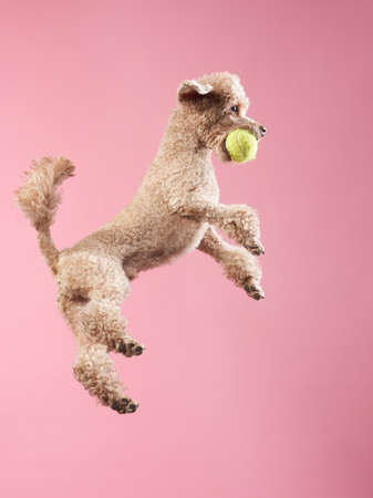 Funny active dog jumping. happy small poodle on pink backgroundの写真素材