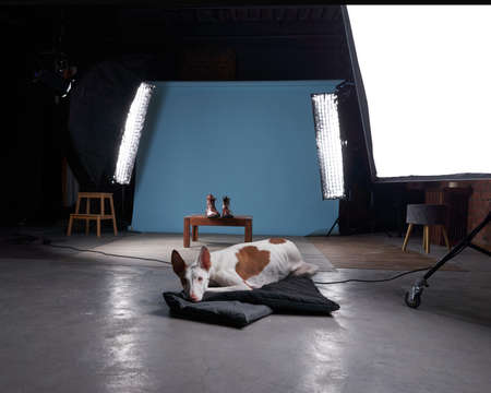studio for pets. Dog in the interior of a photo studio, professional lighting equipmentの写真素材
