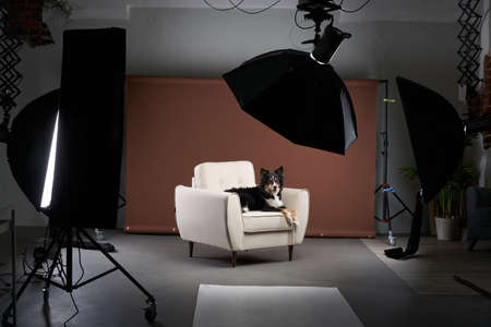 studio for pets. Dog in the interior of a photo studio, professional lighting equipmentの写真素材