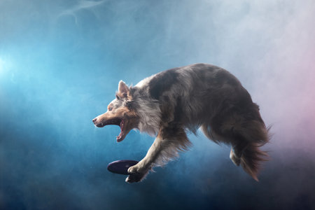 Jumping border collie and catches a disk. The movement of the dog in colored smoke. Sports with an active petの写真素材