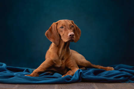 A dog on a textured canvas background in a photo studio. Hungarian vizsla portraitの写真素材