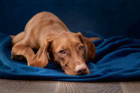 A dog on a textured canvas background in a photo studio. Hungarian vizsla portraitの写真素材