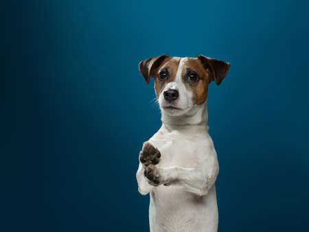 A red and white dog looking at the camera. charming jack russell terrier on a blue background. Pet...