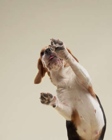 beagle dog on a beige background. Happy pet in the studioの写真素材