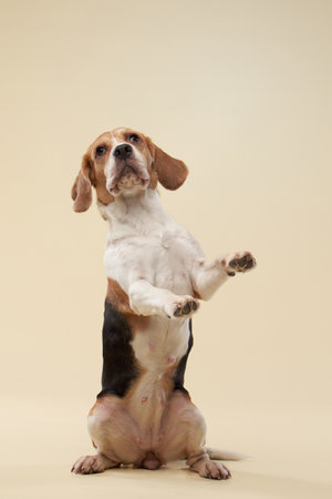 beagle dog on a beige background. Happy pet in the studioの写真素材