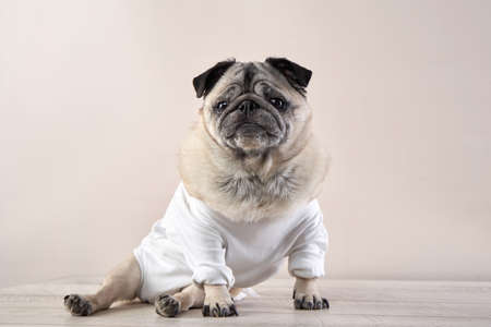 portrait of a disabled dog. special Pug on a light backgroundの写真素材