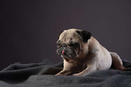 portrait of a disabled dog. special Pug on a light backgroundの写真素材