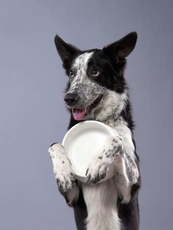 dog holding an empty bowl. Happy Border Collie on a grey background in studio. feeding petの写真素材