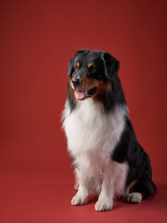 dog on a red background. breed Australian Shepherd. Pet studio portraitの写真素材