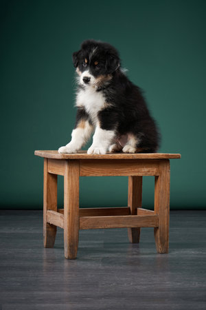 happy puppy on a green background. breed Australian Shepherd. dog studio portraitの写真素材