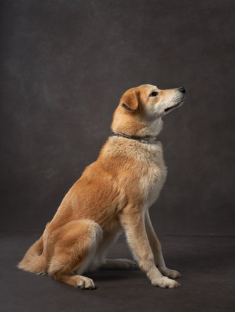 portrait of a beautiful dog on a brown canvas. Mix of breeds. Pet in the studio, artistic photo on the backgroundの写真素材