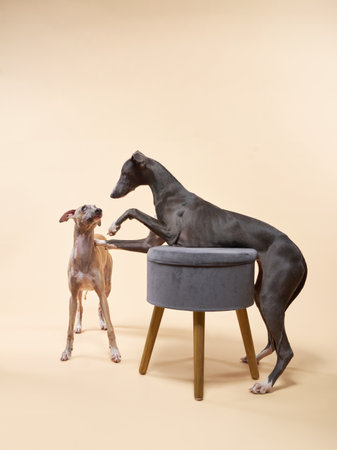 two funny greyhound dogs put her paws on the couch. handsome whippets in a photo studioの写真素材
