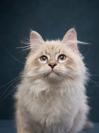 Siberian kitten on a blue background. Cat studio photo for advertising. Happy pet plays