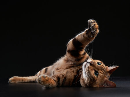 spotted bengal cat on a black background. funny pet playingの写真素材