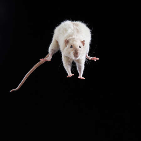 decorative rats jump. Rodents on a black backgroundの写真素材