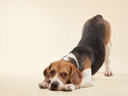 beagle dog on a beige background. Happy pet in the studio playの写真素材