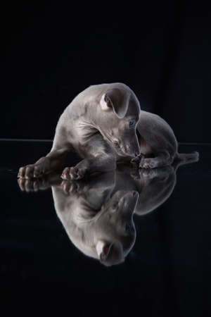 cute greyhound puppy. Dog on a black background in the studioの写真素材