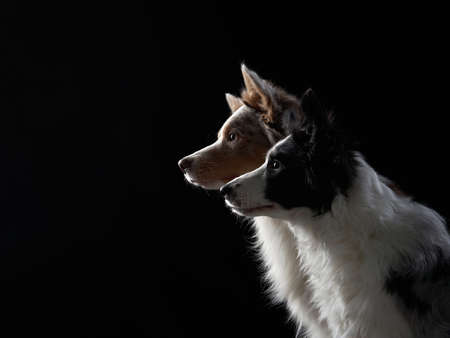 two dogs together. Happy Border Collie on a dark background in studio. portrait in profileの写真素材