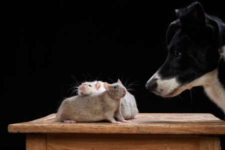dog and rats together on a black background. Pet relationships. Animals in the studio