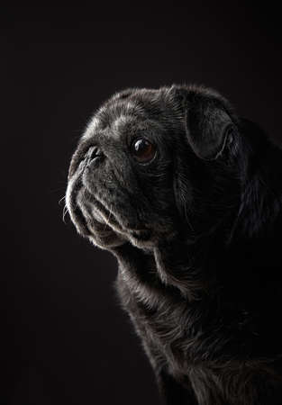 charming black pug on a black background. gray-haired dog, Pet portrait in studioの写真素材