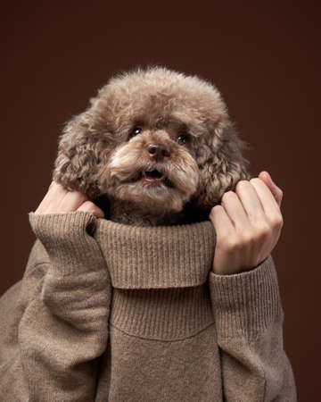 An attractive poodle dog, with a funny expression and holding hands under his chin. Conceptual portrait of a dog on a brown background. Beauty concept.の写真素材