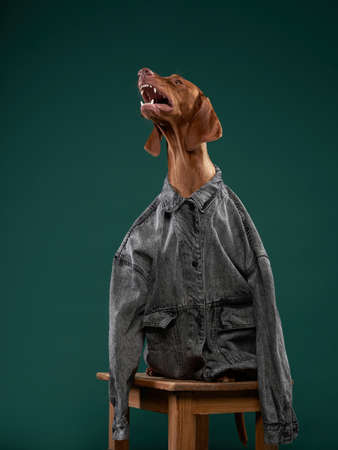 Hungarian Vizsla dog in a denim jacket. Funny pet in human clothesの写真素材