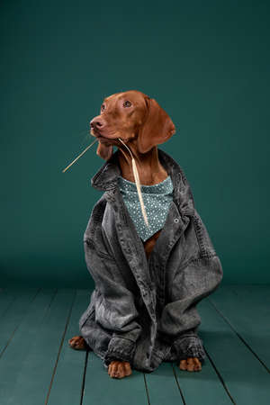 Hungarian Vizsla dog in a denim jacket. Funny pet in human clothesの写真素材