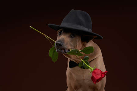 the dog holds a rose in his teeth. Pet gentleman. Thai Ridgeback on brown backgroundの写真素材