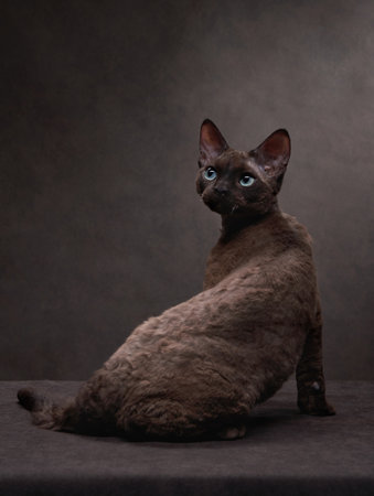 cat breed devon rex on a brown canvas background. Pet portrait in studioの写真素材