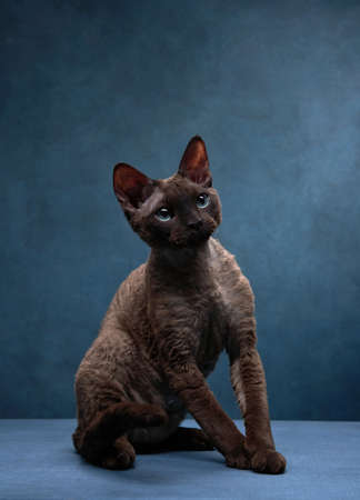 cat breed devon rex on a blue canvas background. Pet portrait in studio