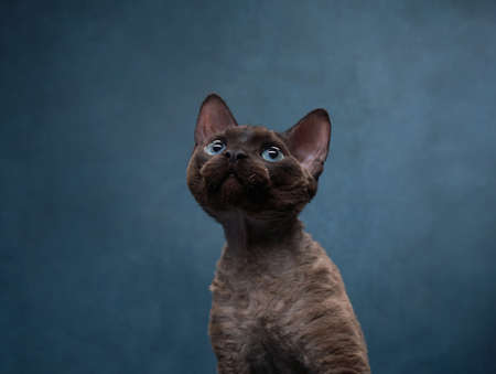 cat breed devon rex on a blue canvas background. Pet portrait in studio