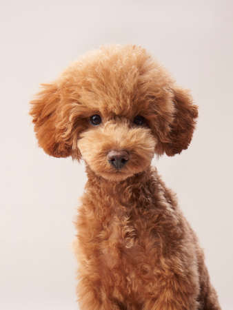 curly dog on a beige background. Portrait red poodle in the studio