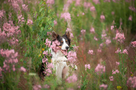 dog in pink colors. Smart Border collie in natureの写真素材