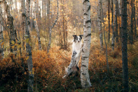 dog in nature. Autumn mood. Border collie in leaf fall in the forestの写真素材