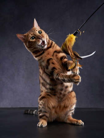 spotted bengal cat on a black background. funny pet playingの写真素材