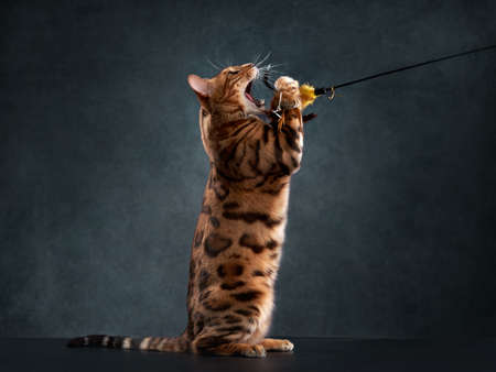spotted bengal cat on a black background. funny pet playingの写真素材