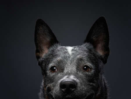 Australian Cattle Dog in the studio on a black background. dog on darkの写真素材