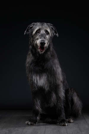 Charming Irish wolfhound on a black background. Dog in backlit studio