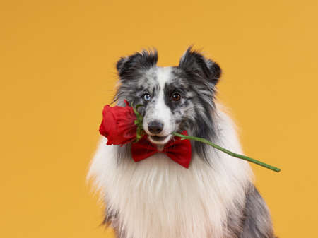 dog on a yellow background. pets birthday. Marbled Sheltie holding a flower in his mouthの写真素材