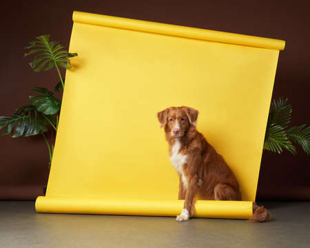 toller dog in the studio on a paper yellow background. Art with a pet. Nova Scotia duck tolling retrieverの写真素材