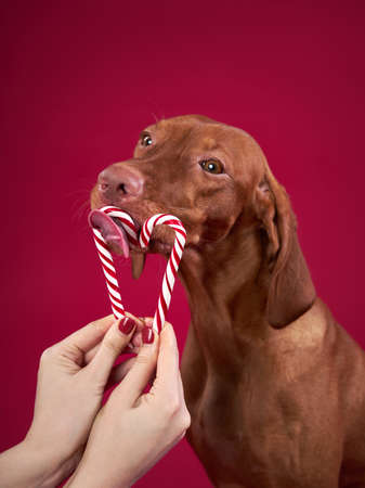 Funny dog licks lollipop. Happy hungarian vizsla on a pink backgroundの写真素材