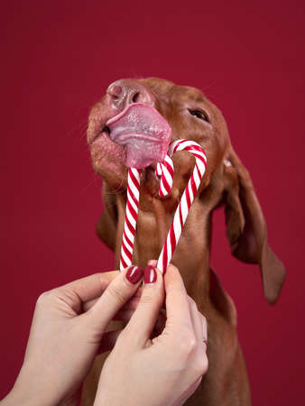 Funny dog licks lollipop. Happy hungarian vizsla on a pink background