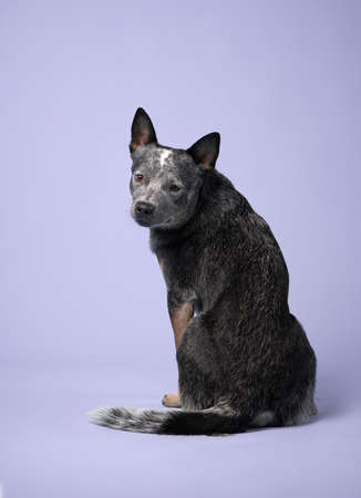 australian heeler on a color background. purebred dog posing in studioの写真素材