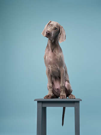 happy dog in studio. Happy Weimaraner puppy on a blue backgroundの写真素材