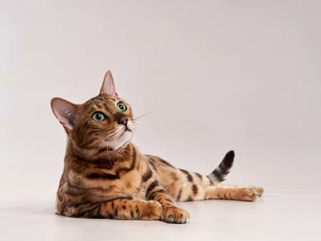 spotted bengal cat on a beige background. funny pet playingの写真素材