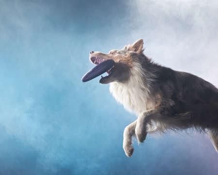 Jumping border collie and catches a disk. The movement of the dog in colored smoke. Sports with an active petの写真素材
