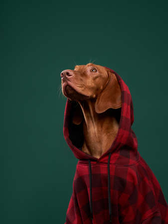 Hipster dog in a hooded. Conceptual portrait of a dog on a green background. Funny Hungarian Vizsla with snakeの写真素材