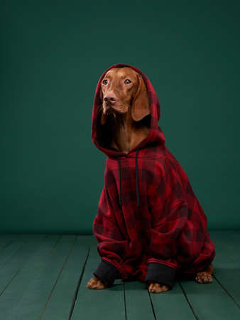 Hipster dog in a hooded. Conceptual portrait of a dog on a green background. Funny Hungarian Vizsla with snakeの写真素材